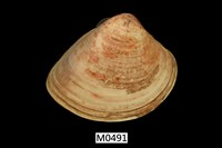 藏品(文蛤)的圖片